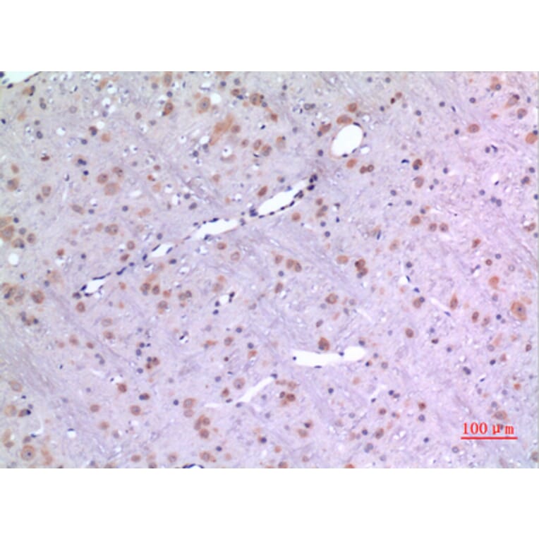 Immunohistochemistry - Anti-BMP8A Antibody (C30701) - Antibodies.com