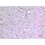 Immunohistochemistry - Anti-BMP8A Antibody (C30701) - Antibodies.com