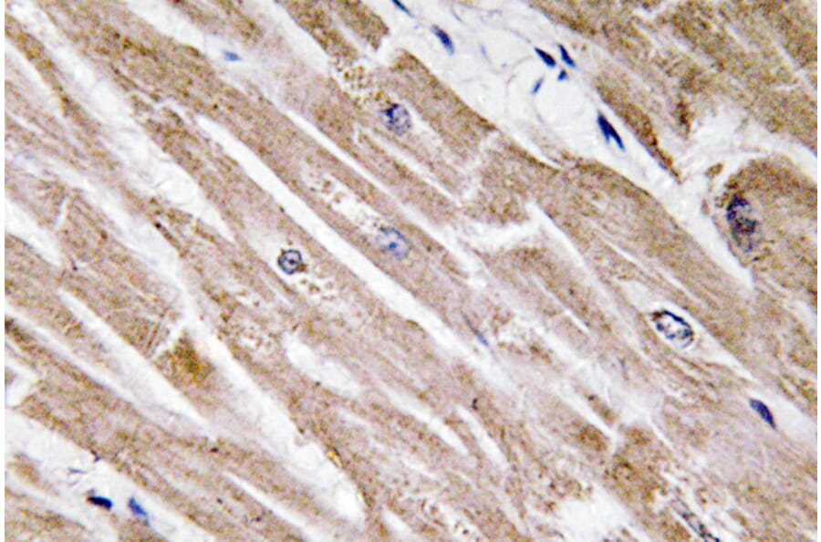 Immunohistochemistry - Anti-BMP-5 Antibody (R12-2037) - Antibodies.com