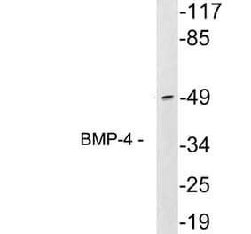 Western Blot - Anti-BMP-4 Antibody (R12-2036) - Antibodies.com