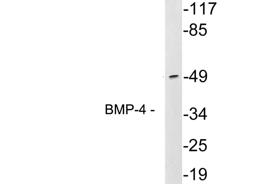 Western Blot - Anti-BMP-4 Antibody (R12-2036) - Antibodies.com