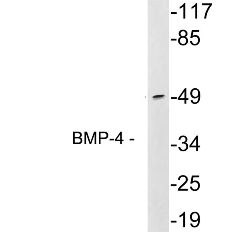 Western Blot - Anti-BMP-4 Antibody (R12-2036) - Antibodies.com