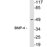 Western Blot - Anti-BMP-4 Antibody (R12-2036) - Antibodies.com