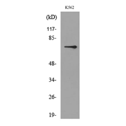 Western Blot - Anti-BMAL1 Antibody (D12105N) - Antibodies.com