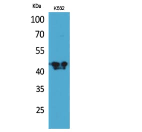 Western Blot - Anti-BCAT1 Antibody (C30158) - Antibodies.com