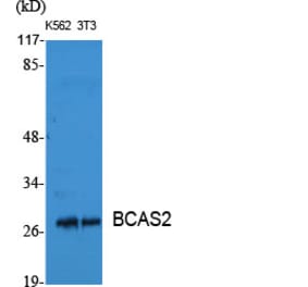 Western Blot - Anti-BCAS2 Antibody (C14801) - Antibodies.com