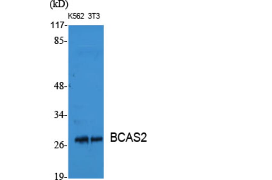 Western Blot - Anti-BCAS2 Antibody (C14801) - Antibodies.com