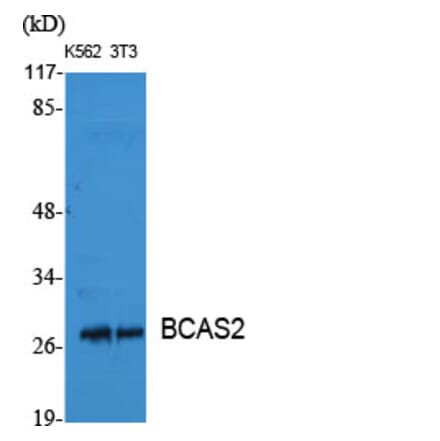 Western Blot - Anti-BCAS2 Antibody (C14801) - Antibodies.com