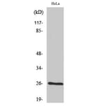Western Blot - Anti-BCAS2 Antibody (C14801) - Antibodies.com