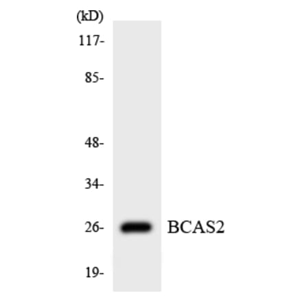 Western Blot - Anti-BCAS2 Antibody (R12-2539) - Antibodies.com