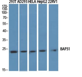Western Blot - Anti-BAP31 Antibody (C10681) - Antibodies.com