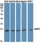 Western Blot - Anti-BAP31 Antibody (C10681) - Antibodies.com