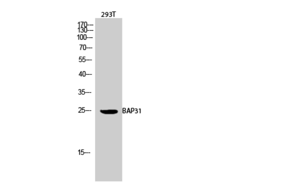 Western Blot - Anti-BAP31 Antibody (C10681) - Antibodies.com