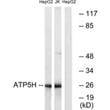 Western Blot - Anti-ATP5H Antibody (C14591) - Antibodies.com