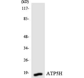Western Blot - Anti-ATP5H Antibody (R12-2517) - Antibodies.com