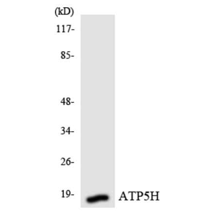 Western Blot - Anti-ATP5H Antibody (R12-2517) - Antibodies.com