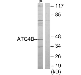 Western Blot - Anti-ATG4B Antibody (C11961) - Antibodies.com