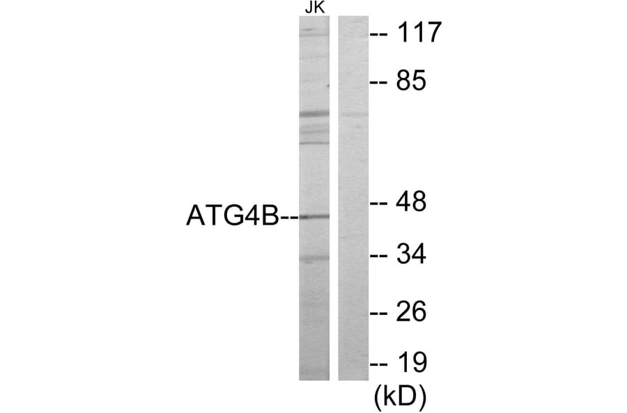 Western Blot - Anti-ATG4B Antibody (C11961) - Antibodies.com