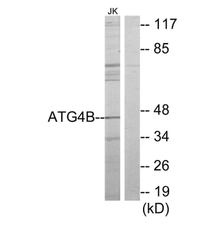 Western Blot - Anti-ATG4B Antibody (C11961) - Antibodies.com