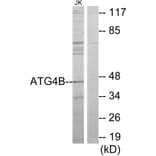 Western Blot - Anti-ATG4B Antibody (C11961) - Antibodies.com