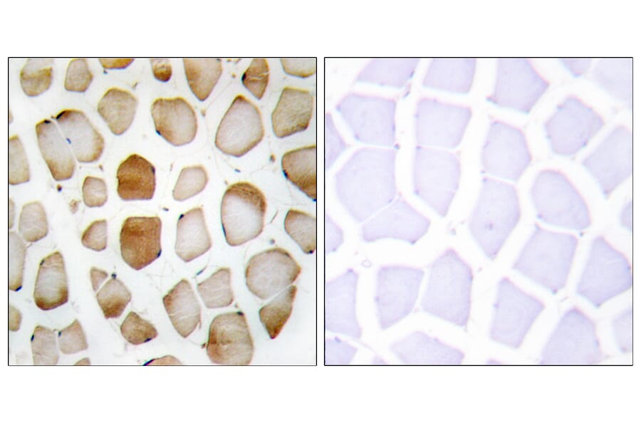 Immunohistochemistry - Anti-ATG4B Antibody (C11961) - Antibodies.com