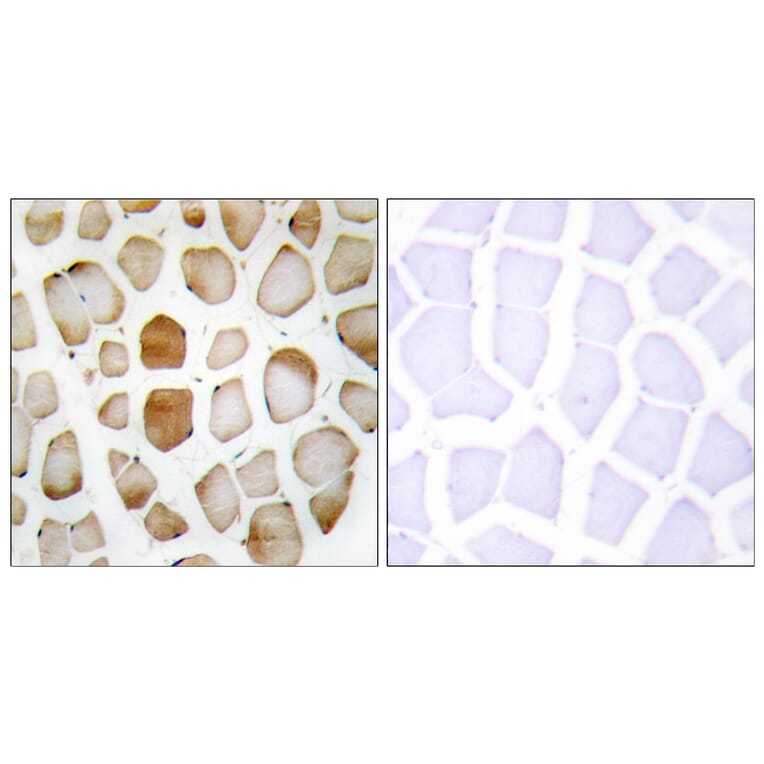 Immunohistochemistry - Anti-ATG4B Antibody (C11961) - Antibodies.com