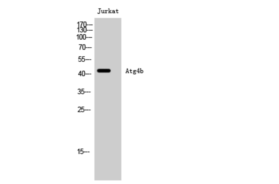 Western Blot - Anti-ATG4B Antibody (C11961) - Antibodies.com
