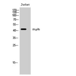 Western Blot - Anti-ATG4B Antibody (C11961) - Antibodies.com
