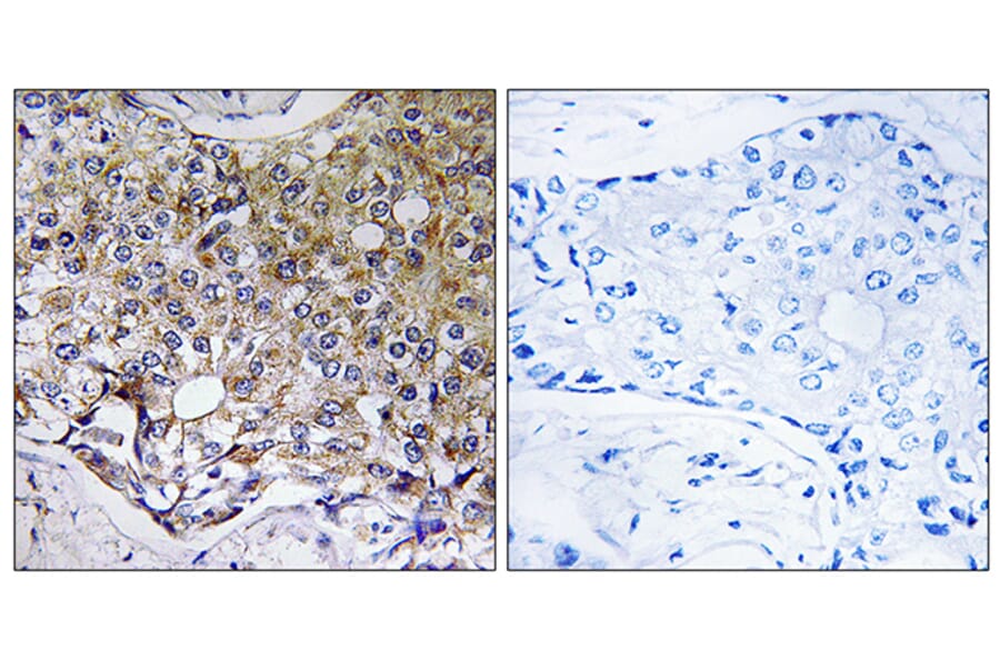 Immunohistochemistry - Anti-ATG4A Antibody (C15284) - Antibodies.com