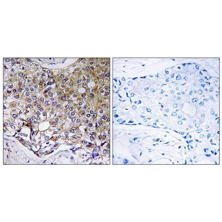 Immunohistochemistry - Anti-ATG4A Antibody (C15284) - Antibodies.com