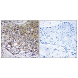 Immunohistochemistry - Anti-ATG4A Antibody (C15284) - Antibodies.com