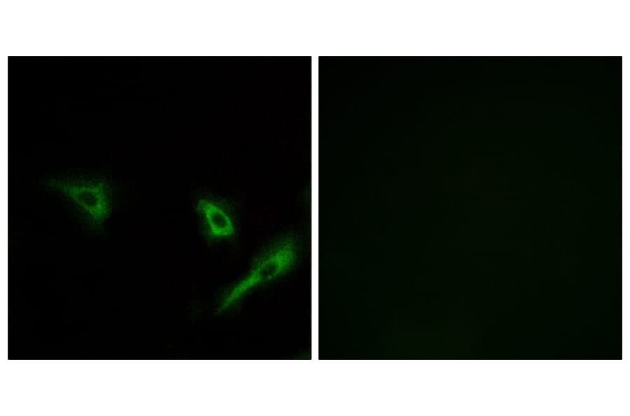 Immunofluorescence - Anti-ATG4A Antibody (C15284) - Antibodies.com