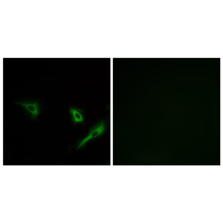 Immunofluorescence - Anti-ATG4A Antibody (C15284) - Antibodies.com