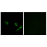 Immunofluorescence - Anti-ATG4A Antibody (C15284) - Antibodies.com