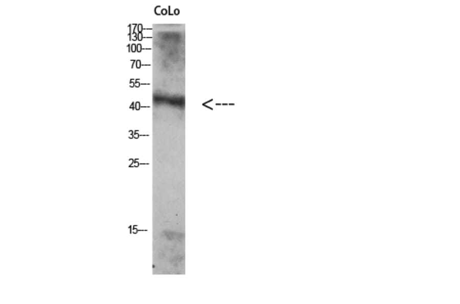 Western Blot - Anti-ATG4A Antibody (C15284) - Antibodies.com