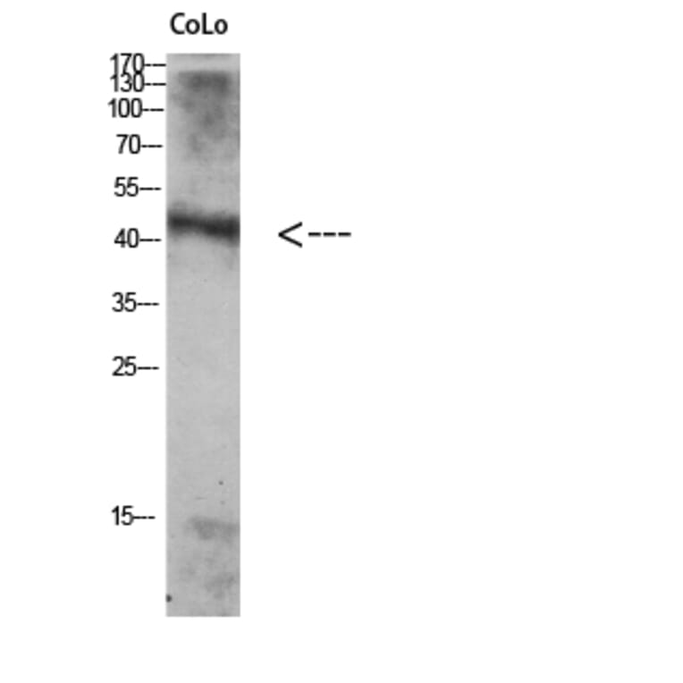 Western Blot - Anti-ATG4A Antibody (C15284) - Antibodies.com