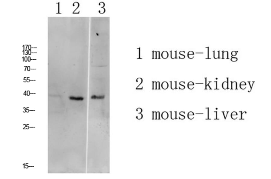 Western Blot - Anti-ATG4A Antibody (C15284) - Antibodies.com