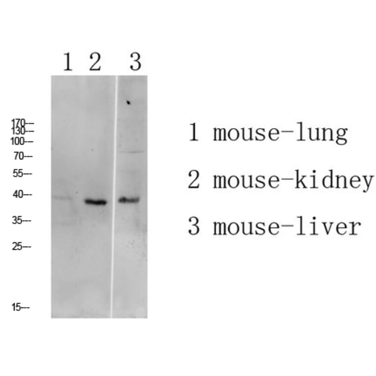 Western Blot - Anti-ATG4A Antibody (C15284) - Antibodies.com