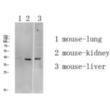 Western Blot - Anti-ATG4A Antibody (C15284) - Antibodies.com