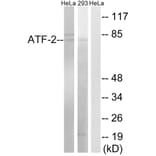 Western Blot - Anti-ATF-2 Antibody (B8294) - Antibodies.com