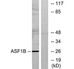 Western Blot - Anti-ASF1B Antibody (C11765) - Antibodies.com