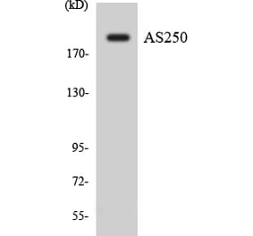 Western Blot - Anti-AS250 Antibody (R12-2513) - Antibodies.com