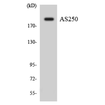Western Blot - Anti-AS250 Antibody (R12-2513) - Antibodies.com