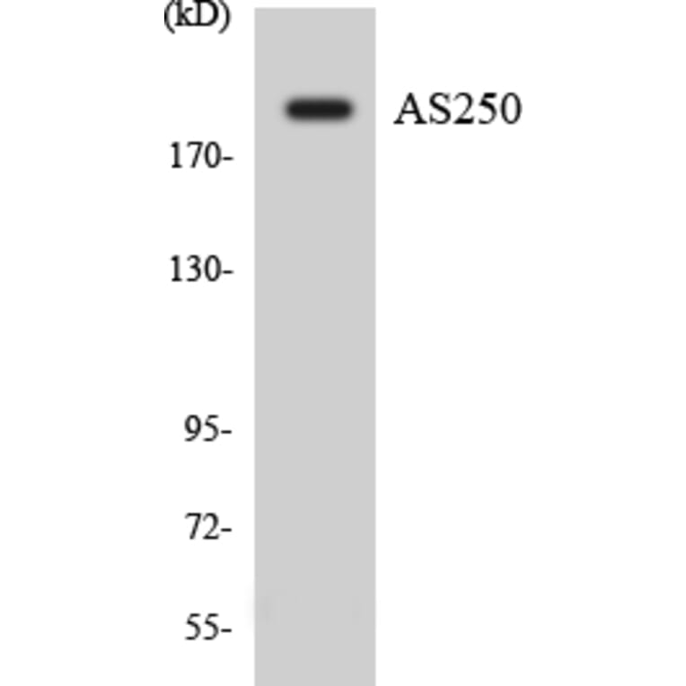 Western Blot - Anti-AS250 Antibody (R12-2513) - Antibodies.com