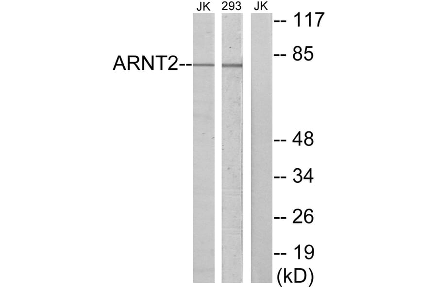 Western Blot - Anti-ARNT2 Antibody (C11723) - Antibodies.com