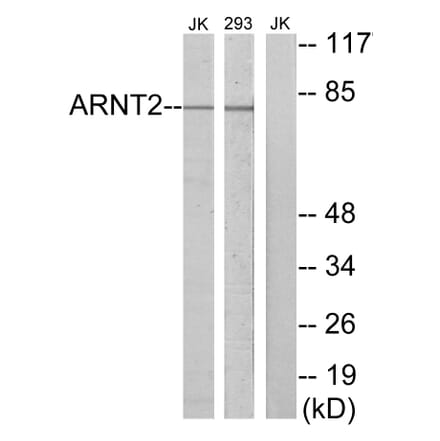 Western Blot - Anti-ARNT2 Antibody (C11723) - Antibodies.com