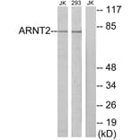 Western Blot - Anti-ARNT2 Antibody (C11723) - Antibodies.com