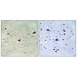 Immunohistochemistry - Anti-ARNT2 Antibody (C11723) - Antibodies.com