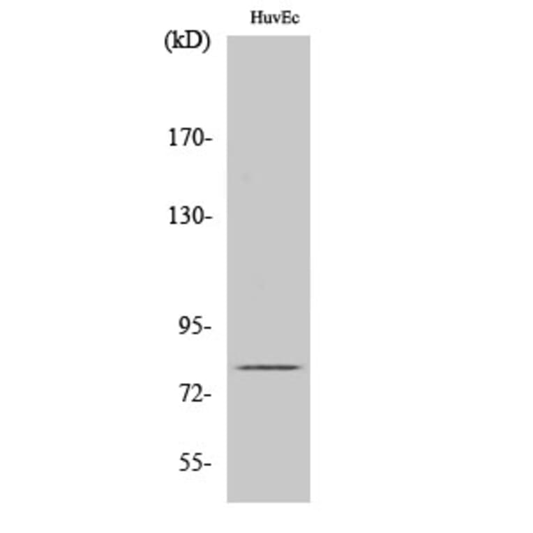 Western Blot - Anti-ARBK1 Antibody (C10475) - Antibodies.com