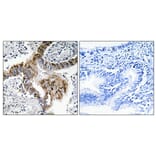 Immunohistochemistry - Anti-ARBK1 Antibody (C10475) - Antibodies.com